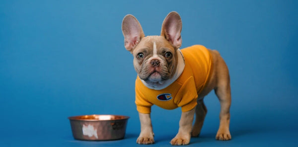 How to Choose the Right Dog Food for Your Pup