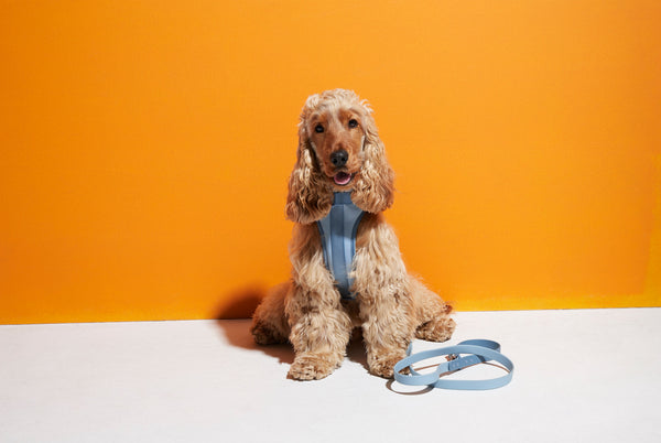 The Best Designer Dog Harnesses: A Guide to Finding the Perfect Fit for Your Furry Friend