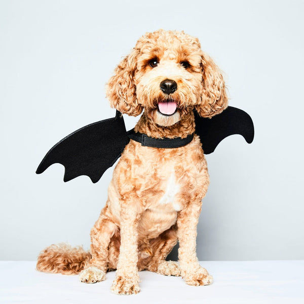 Halloween Bat Wings DoggySquad London 