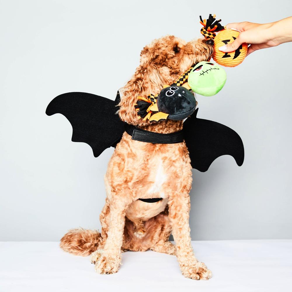 Halloween Tug-of-War Toy Orange – DoggySquad