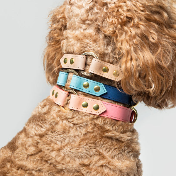 Cockapoo wearing leather dog collar in pink, blue leather dog collar, and caramel leather collar