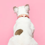 French bulldog wearing a pink leather dog collar 